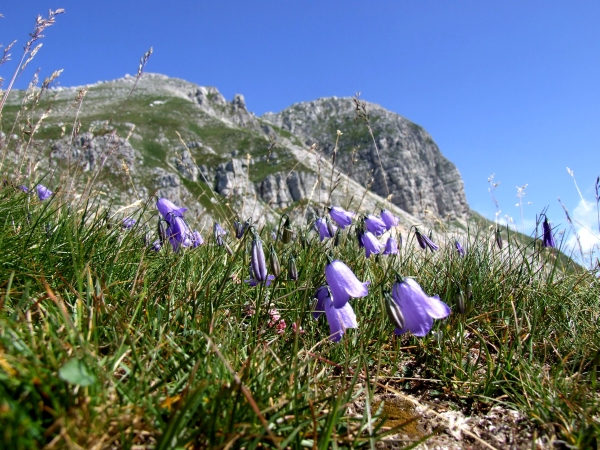 Fioriture in quota